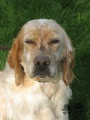 Setter Anglais RADENTIS ODESSA Setter Anglais RADENTIS ODESSA